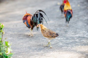The background of the chicken, is blurred by the movement of movement during walking, eating food,...