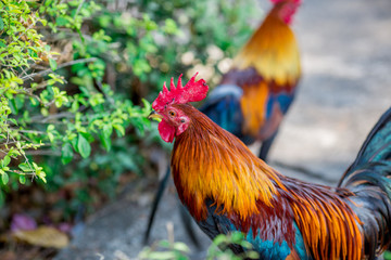 The background of the chicken, is blurred by the movement of movement during walking, eating food, living together of animals.