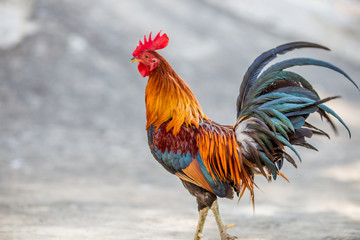 The background of the chicken, is blurred by the movement of movement during walking, eating food, living together of animals.