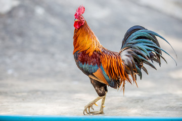 The background of the chicken, is blurred by the movement of movement during walking, eating food, living together of animals.