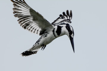 Bird in Uganda