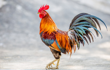 The background of the chicken, is blurred by the movement of movement during walking, eating food, living together of animals.
