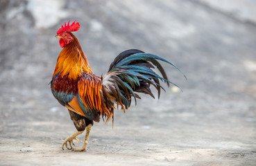 The background of the chicken, is blurred by the movement of movement during walking, eating food, living together of animals.