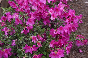 Various flowers