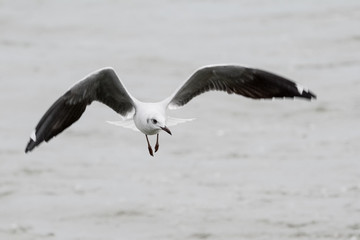 Bird in Uganda