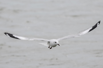 Bird in Uganda