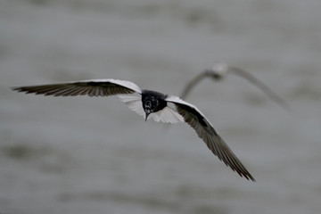 Bird in Uganda
