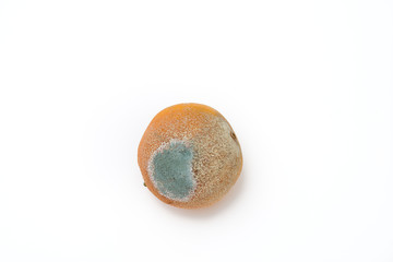 Rotten  orange growing green mould on a white background