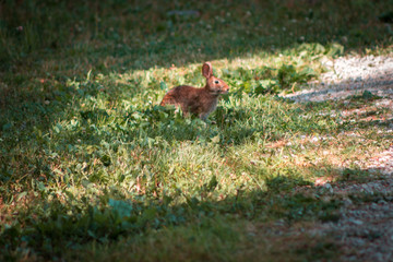 Rabbit grazing on grass in Fort Wayne Indiana