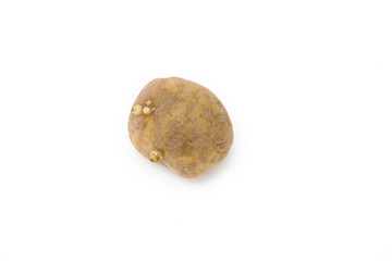 Fototapeta premium Older potato starting to spout on a white background