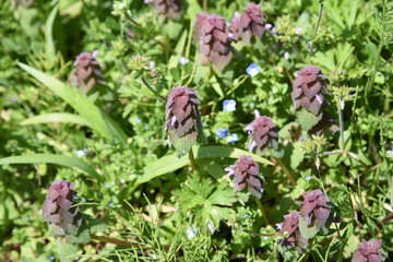 Red deadnettle (Lamium purpureum)