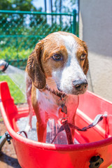 Beagle mix hound having a refreshing bath on a hot summer day.