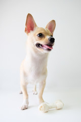 chihuahua is a white sugar, seven month old, on a white background.