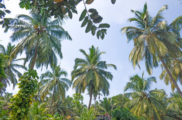 Fototapeta premium Palm tree landscape against the background of the sky