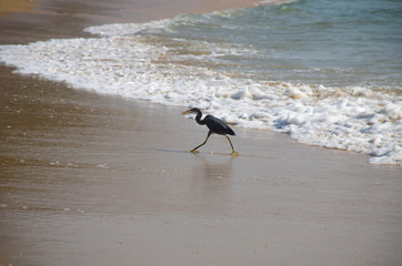 Bird of Asia a gray heron in the Indian Ocean