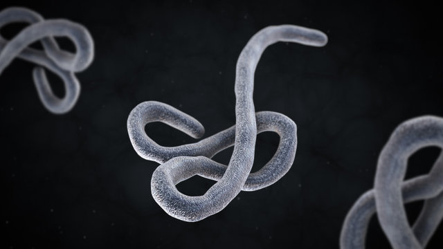 3D illustration of ebola virus