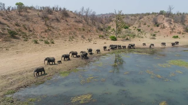 4K aerial view of a large breeding herd of elephants walking along the banks of a river, Zimbabwe