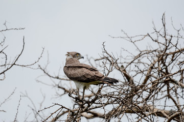Bird in Safari in African