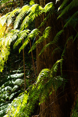 ferns in forest
