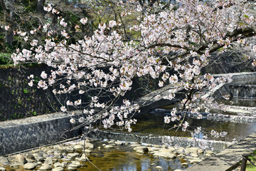 桜の木と夙川