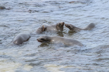 Four Young California Sea Lions Swimmg and Playing in the Pacific Ocean