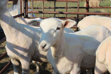 Freshly Shorn sheep