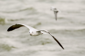 Bird in Uganda