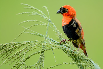 Orange bird in Uganda