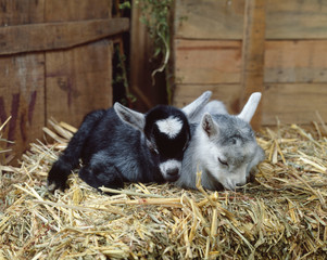Baby Pygmy goats laying down