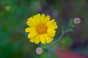 yellow flower