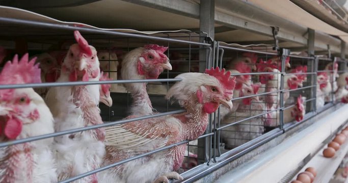4K close-up side view of cramped chickens in a large scale egg laying production farm