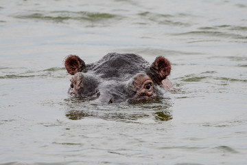 hippopotamus in Safari