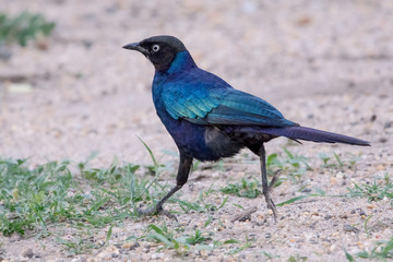 Bird in African