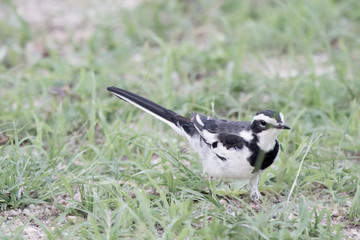 Bird in Uganda