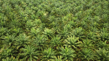 drone view of palm oil plantation at malaysia