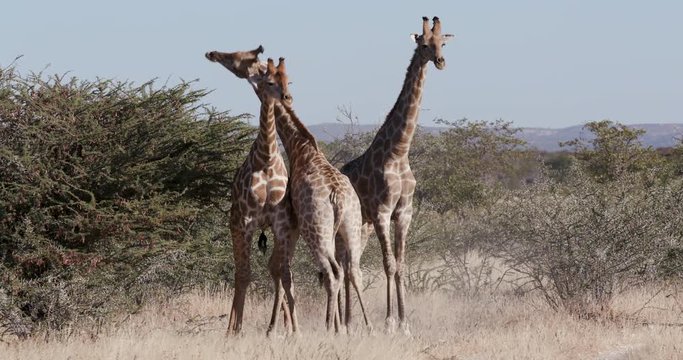 4K view of four male giraffe head butting and fighting for dominance, Etosha National Park, Namibia 
