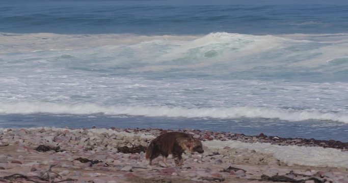 4K view of a Brown Hyena walking close to the coast line with waves breaking in the background, Skeleton Coast National Park, Namibia