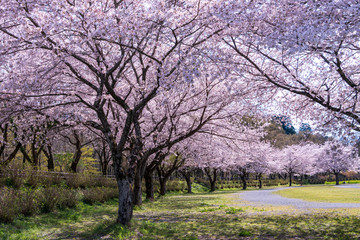 Obraz premium さくら満開