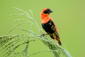 Orange bird in Uganda
