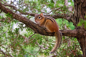  Chipmunk sitting on a tree branch