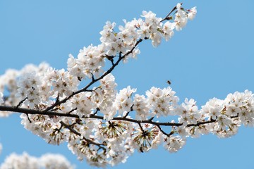 Beautiful white cherry blossoms blooming in a sunny day in spring