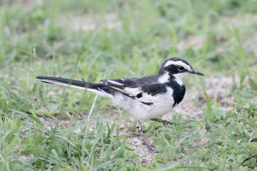 Obraz premium Bird in Uganda