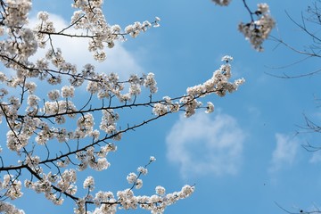 Beautiful white cherry blossoms blooming in a sunny day in spring