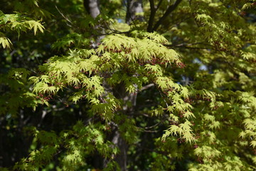 Japanese maple flowers