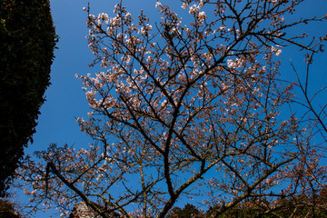 深泉寺の枝垂れ桜