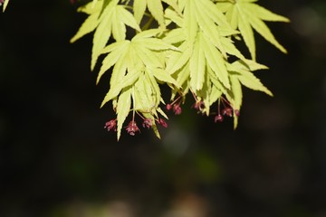 Japanese maple flowers