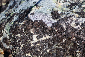 Rock surface texture with moss growing