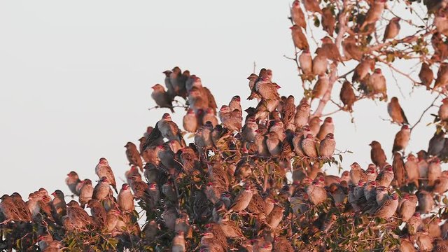 Slow motion view of a large group of red-billed Queleas flying to roost in a tree at sunset, Etosha National Park, Namibia