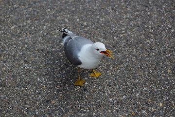Seagull running on the road close up