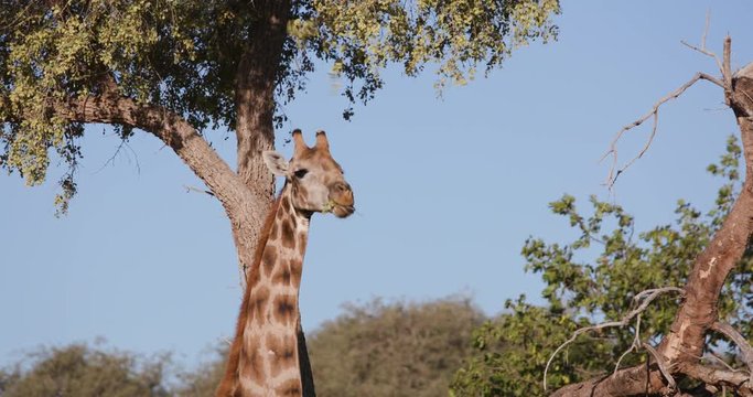 4K view of a desert giraffe stretching its neck to feed on vegetation with blye sky in the background, Hoanib Valley,Namib Desert, Namibia 